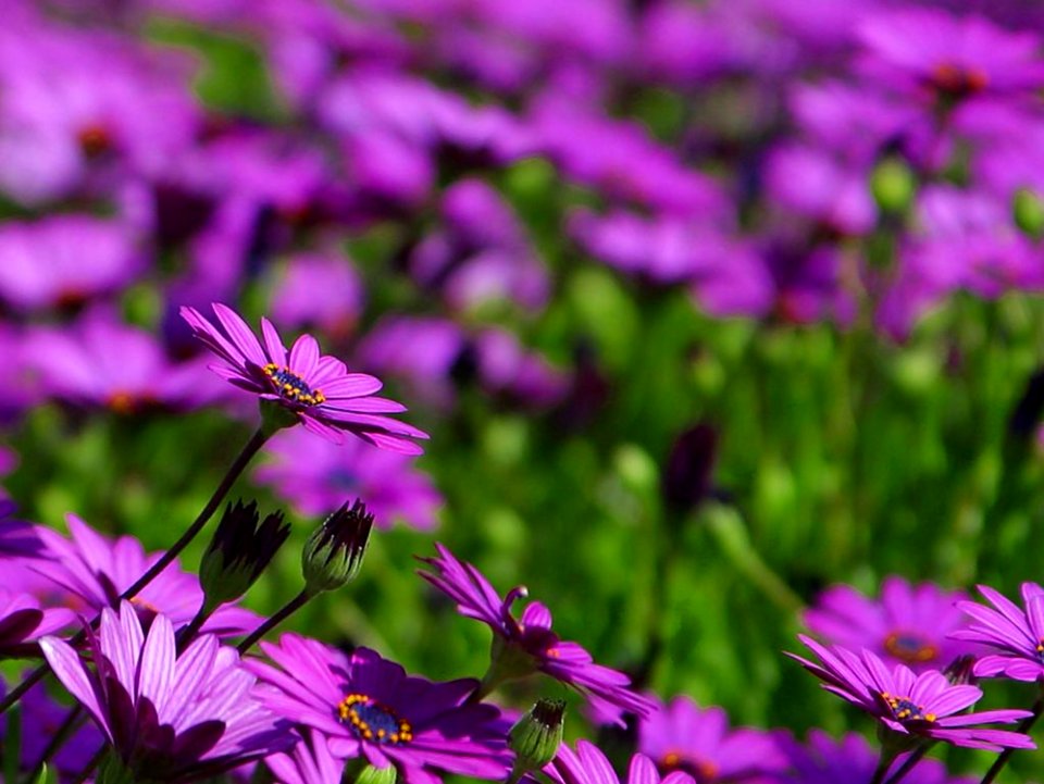 Flowers 10
