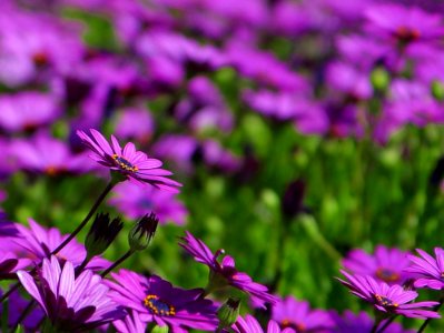 Flowers 10
