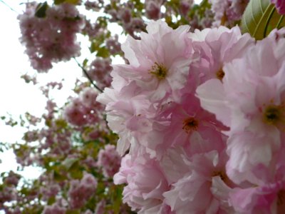 Flowering Tree 3 photo