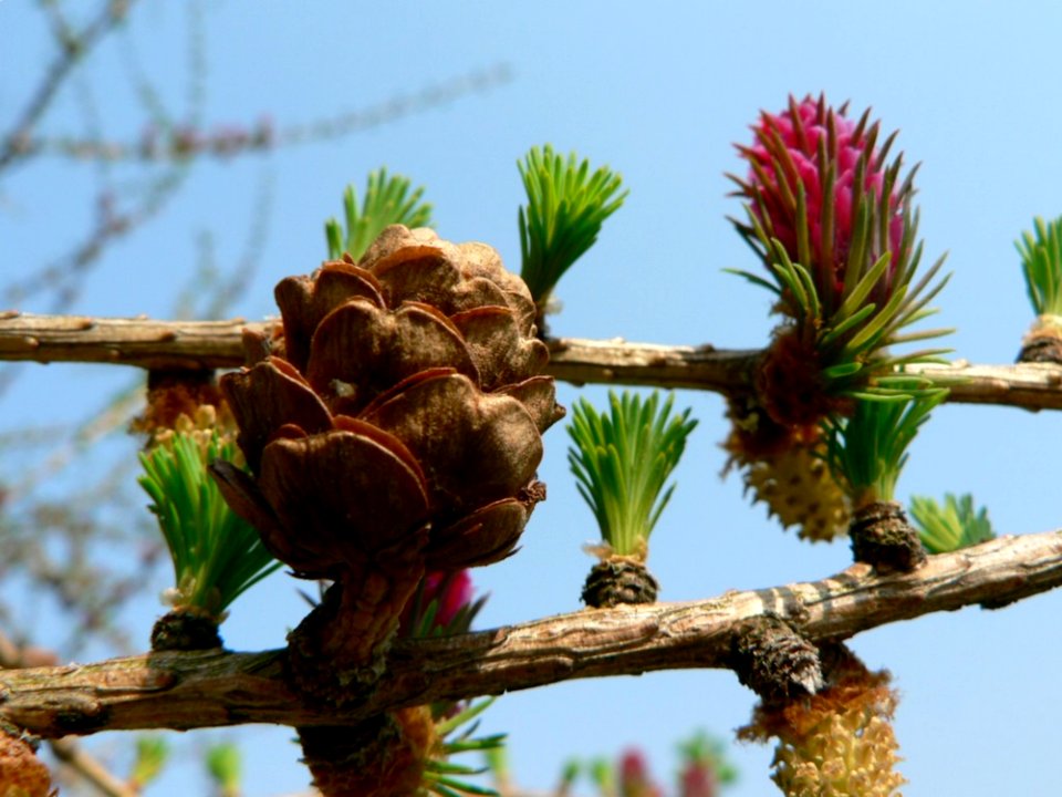 Flowering Larch 3