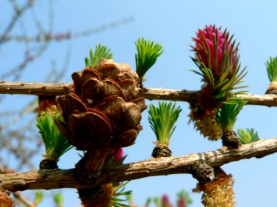 Flowering Larch 3