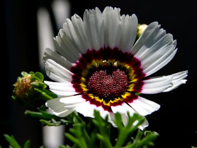 Flowers 6