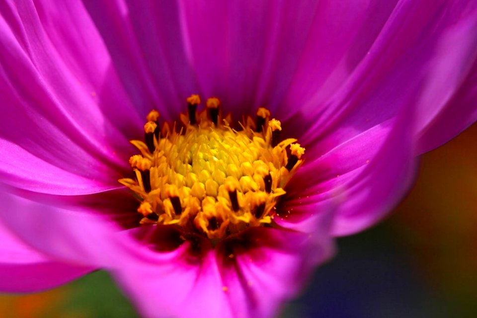 Flower 7