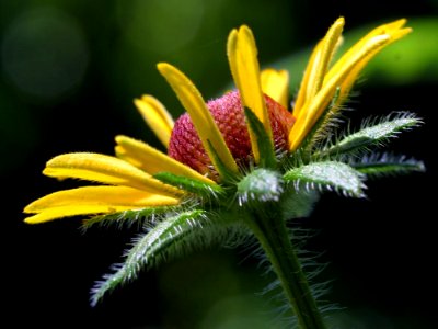 Flower Macro 2