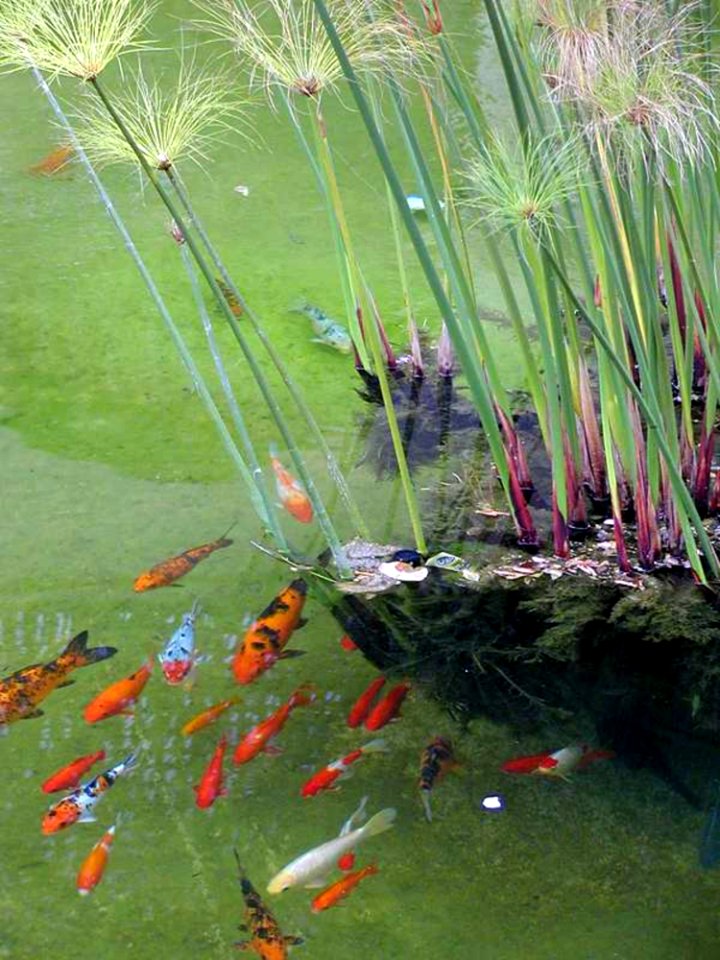 Fishes In Pond