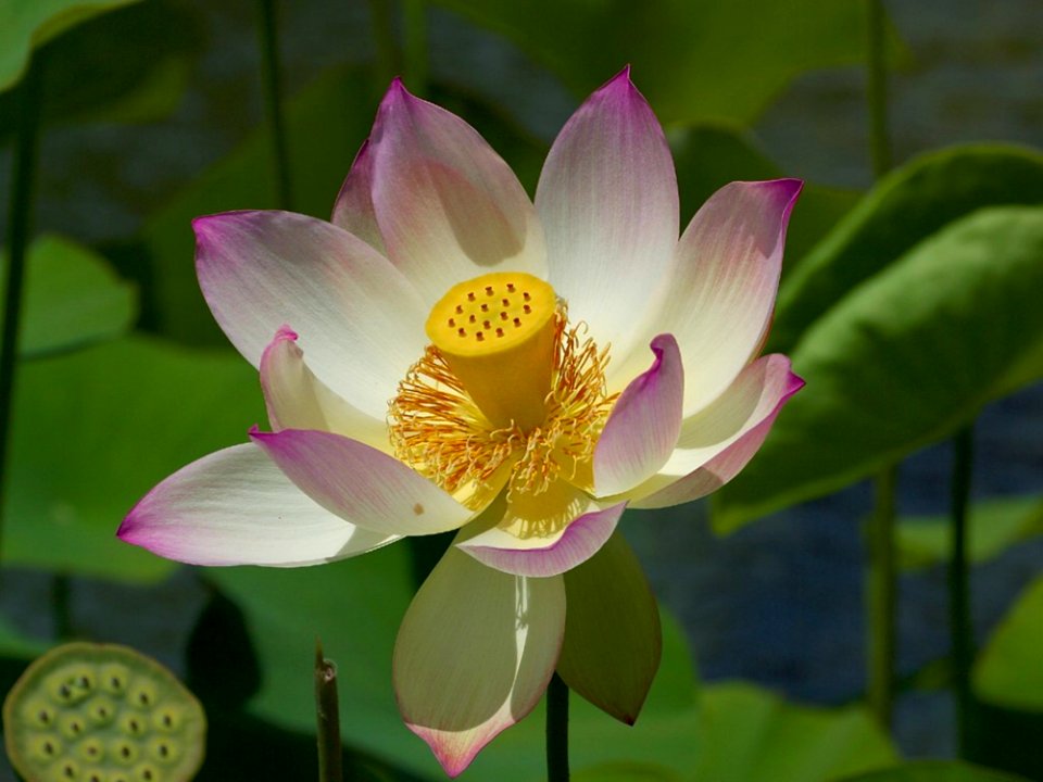 Flower 23
