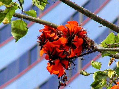 Flower 2