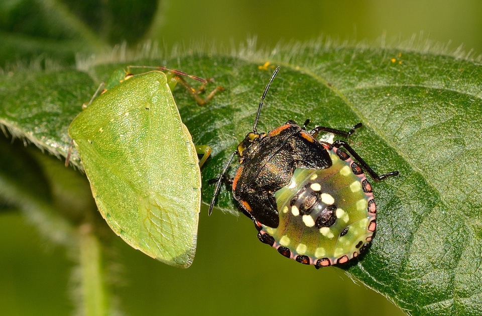 Bug nezara viridula