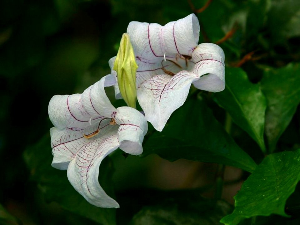 Flower 19