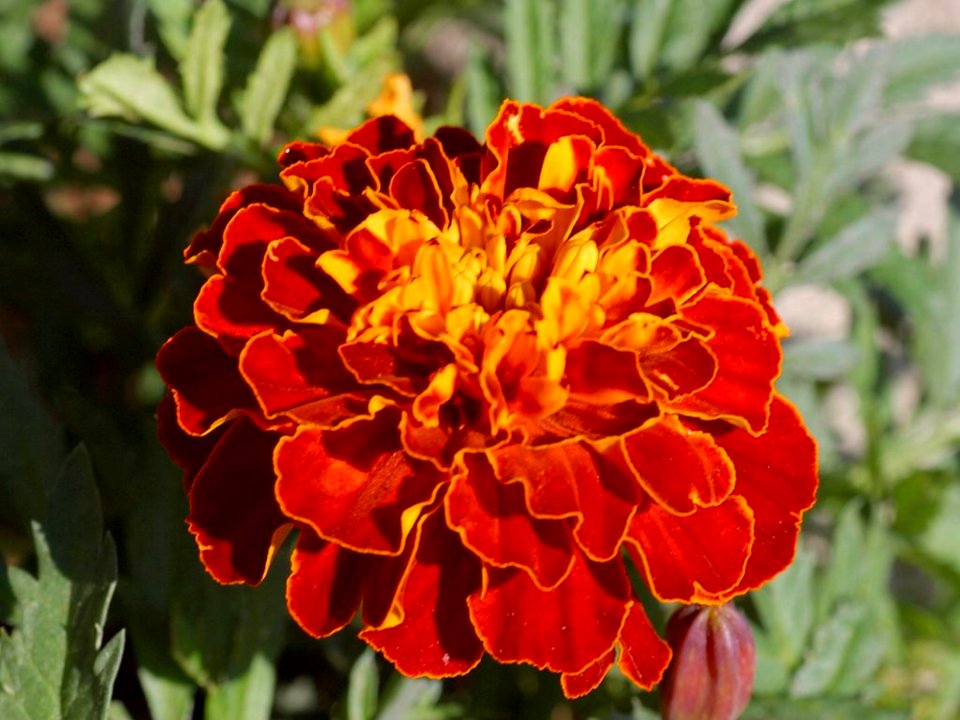 Flower 31