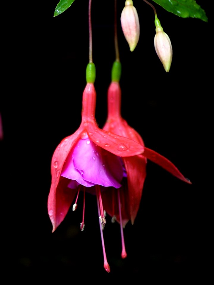 Flower 3