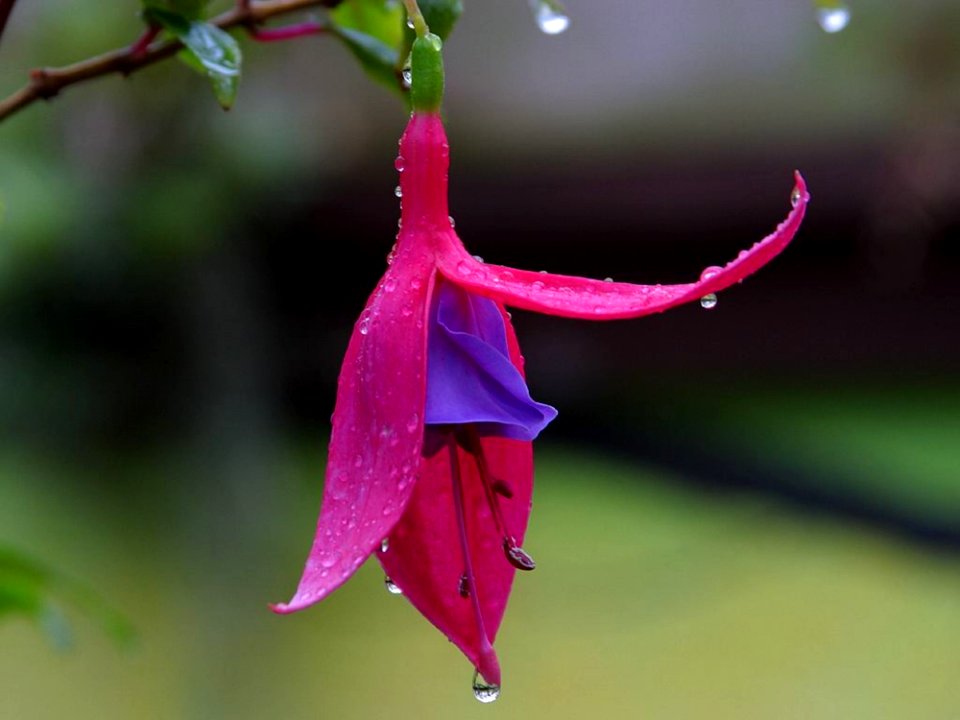Flower 24