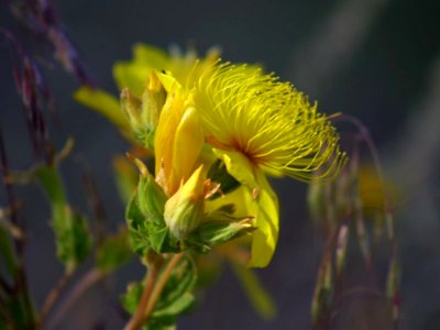 Flower 17