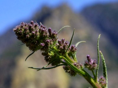 Flower 39
