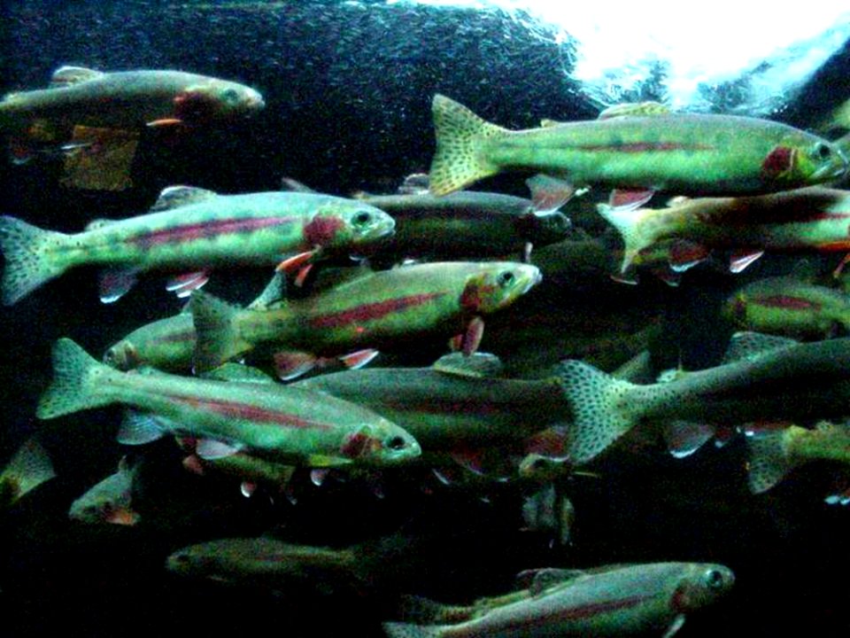 Fishes