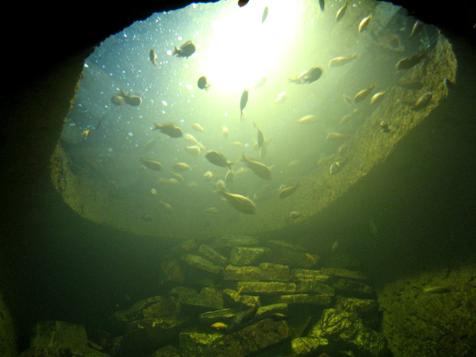 Fishes And Light