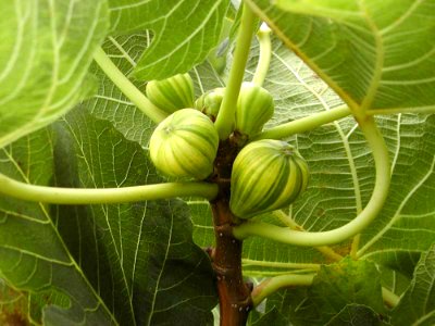 Figs 2