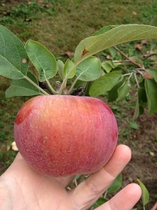 Orchard leaves branch