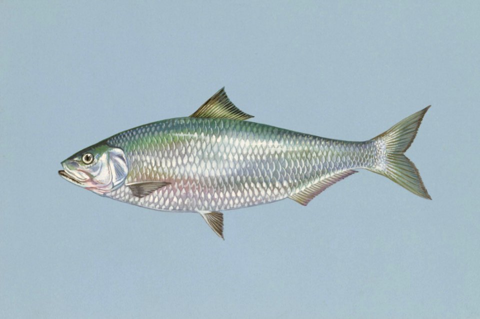 Fish Shad