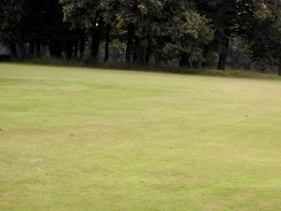 Field 53