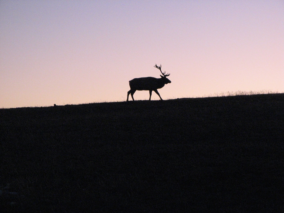 Sunset sillhouette animal