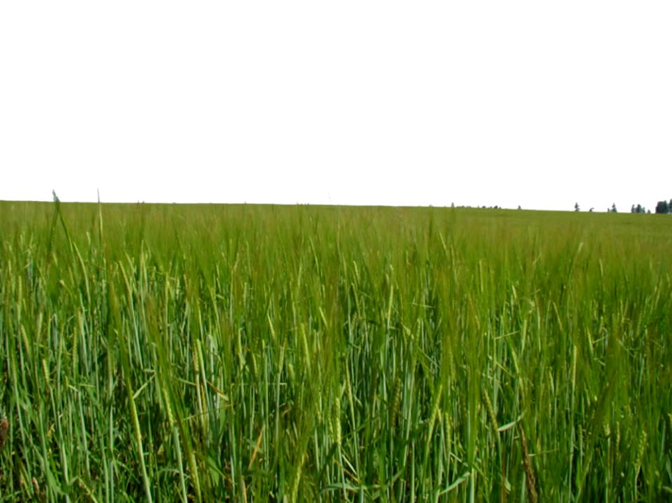Field 41
