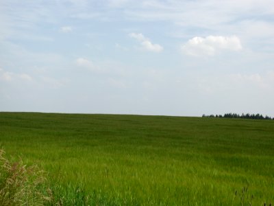 Field 48