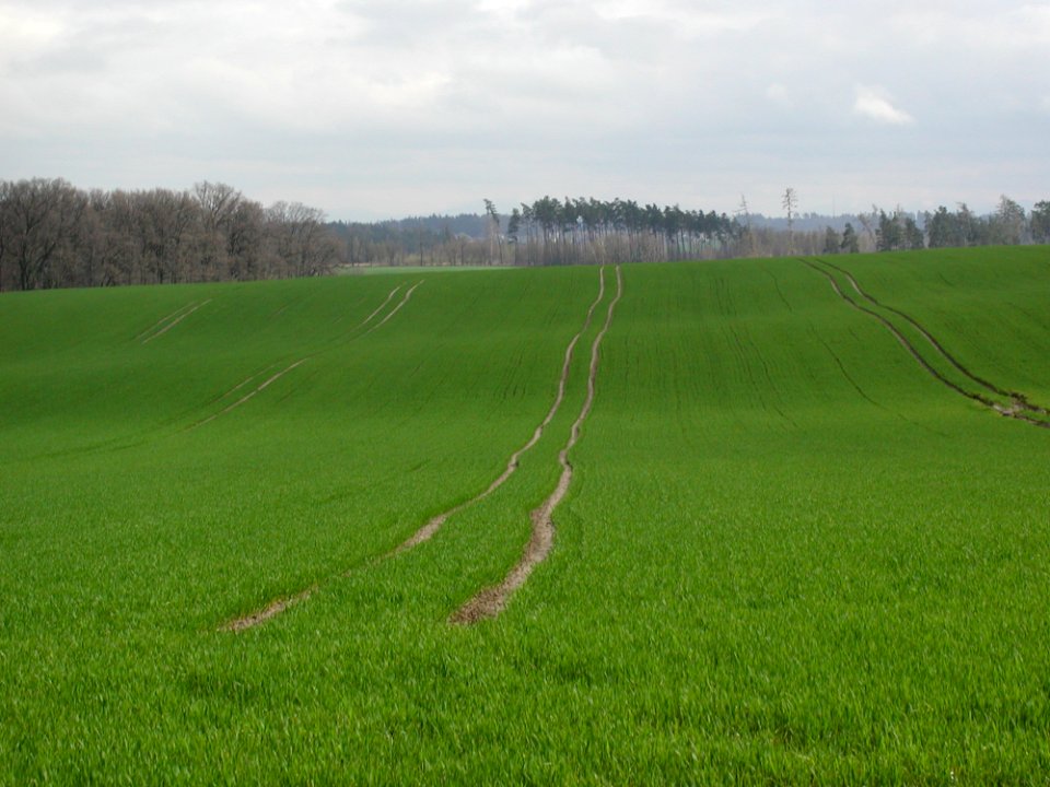 Field 24