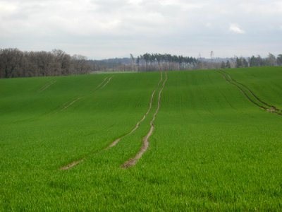 Field 24