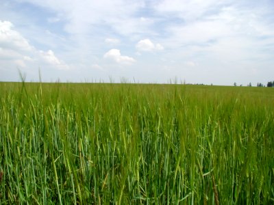 Field 51