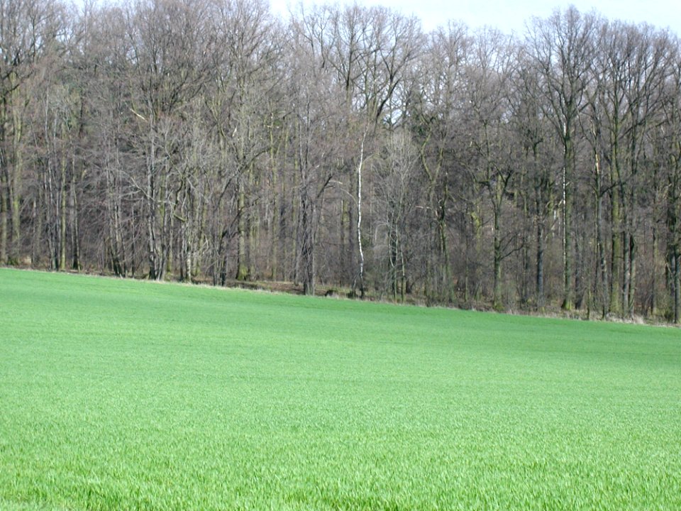 Field 34