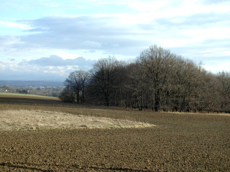 Field 11