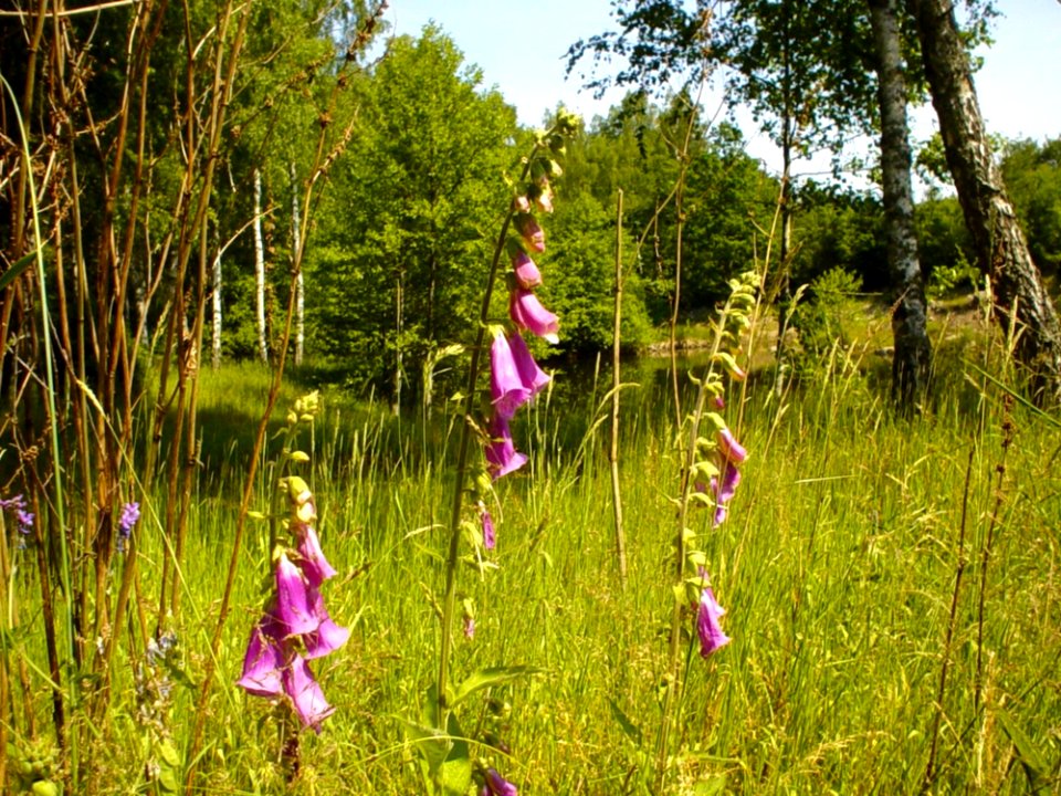 Flower Plant Plant Community Tree