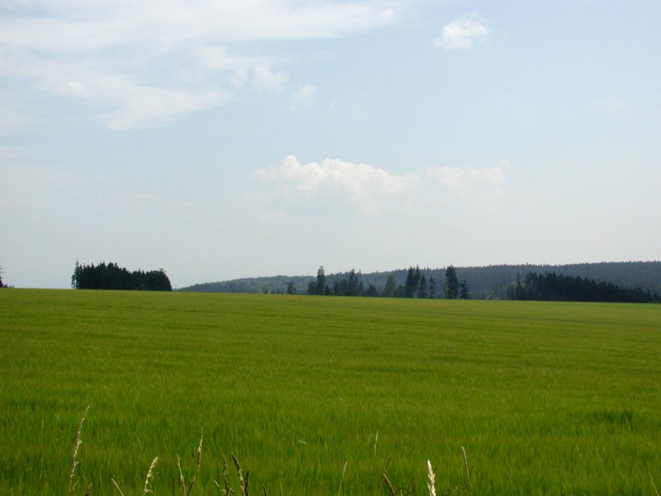 Field 45