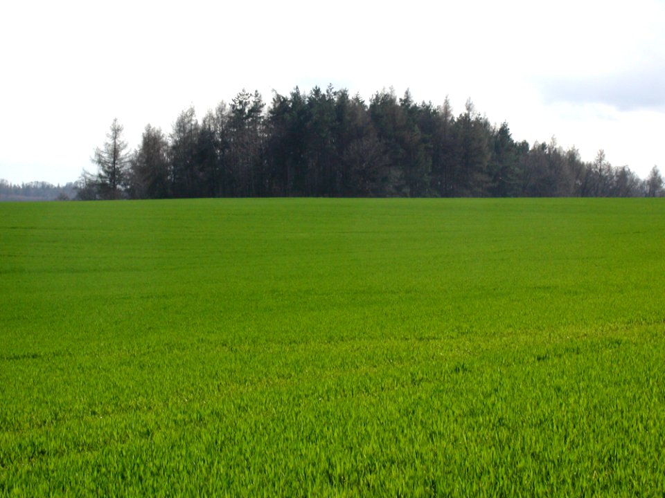 Field 27