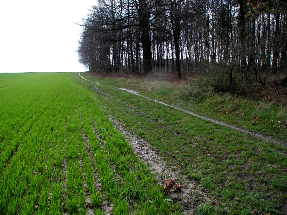 Field 21