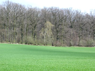 Field 33