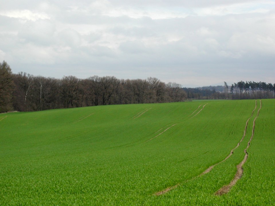 Field 31