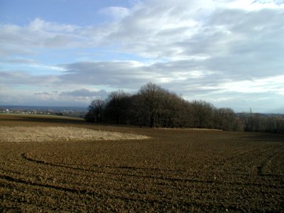 Field 10