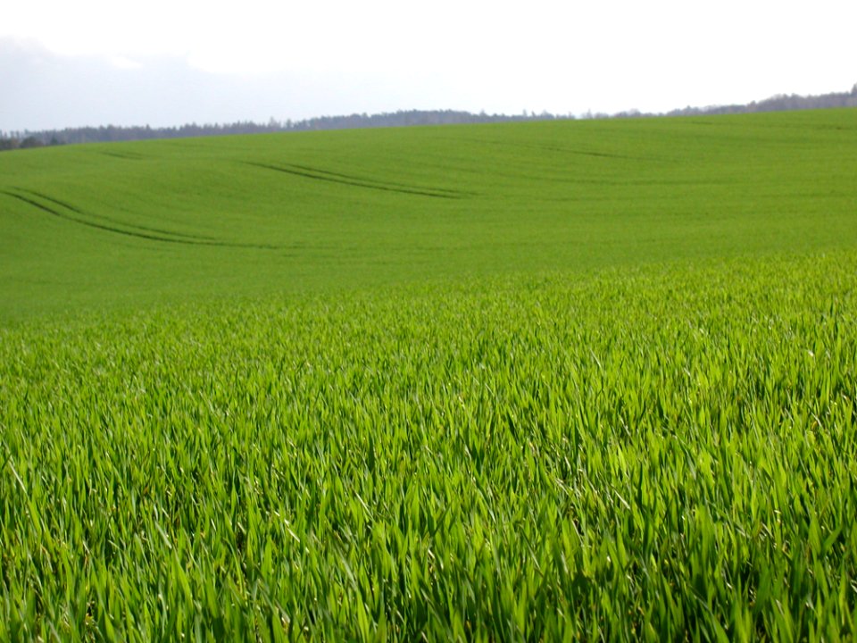 Field 39
