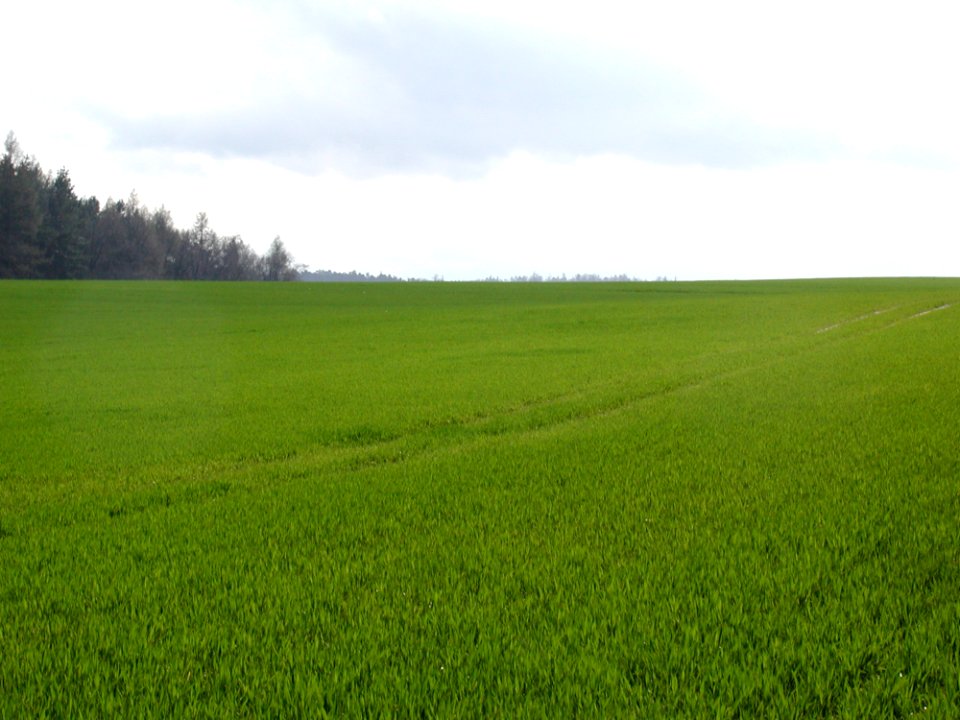Field 26