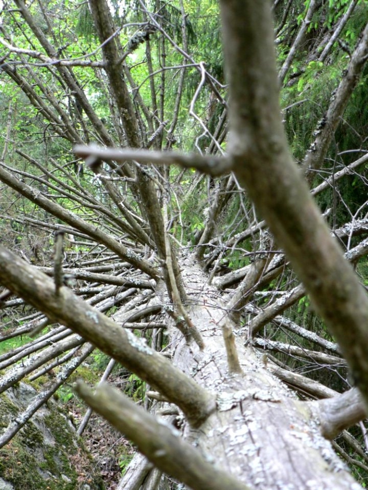 Fallen Branshy Tree
