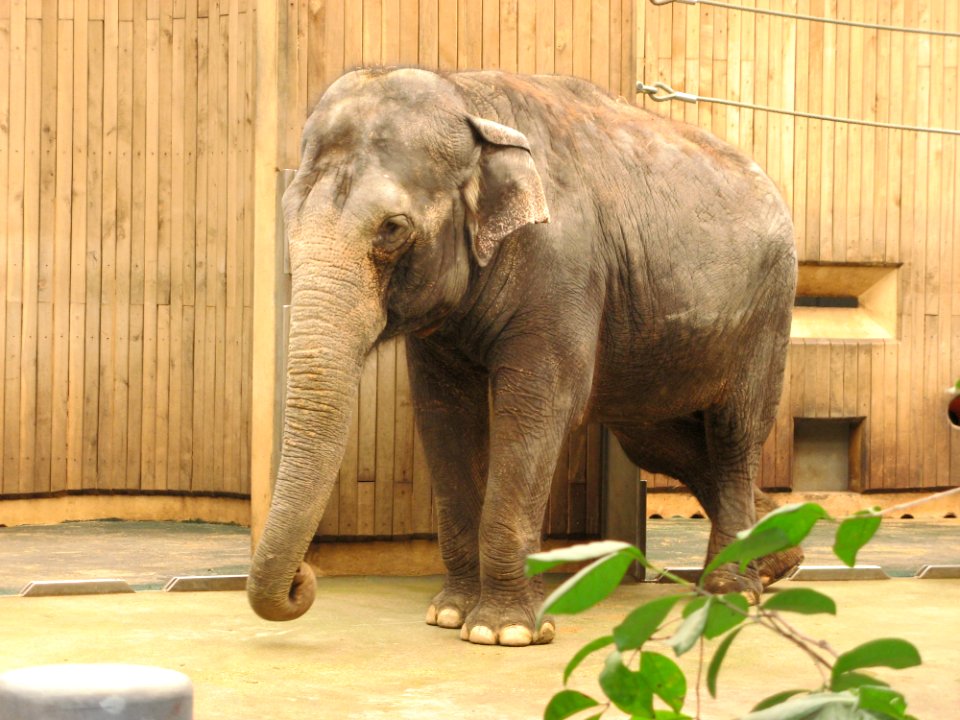 Elefant