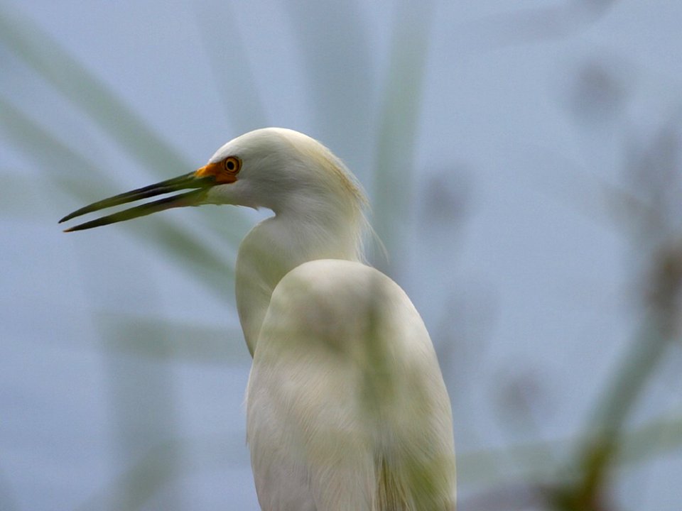 Egret 4