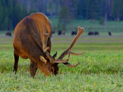 Elk At Gibbon Meadow