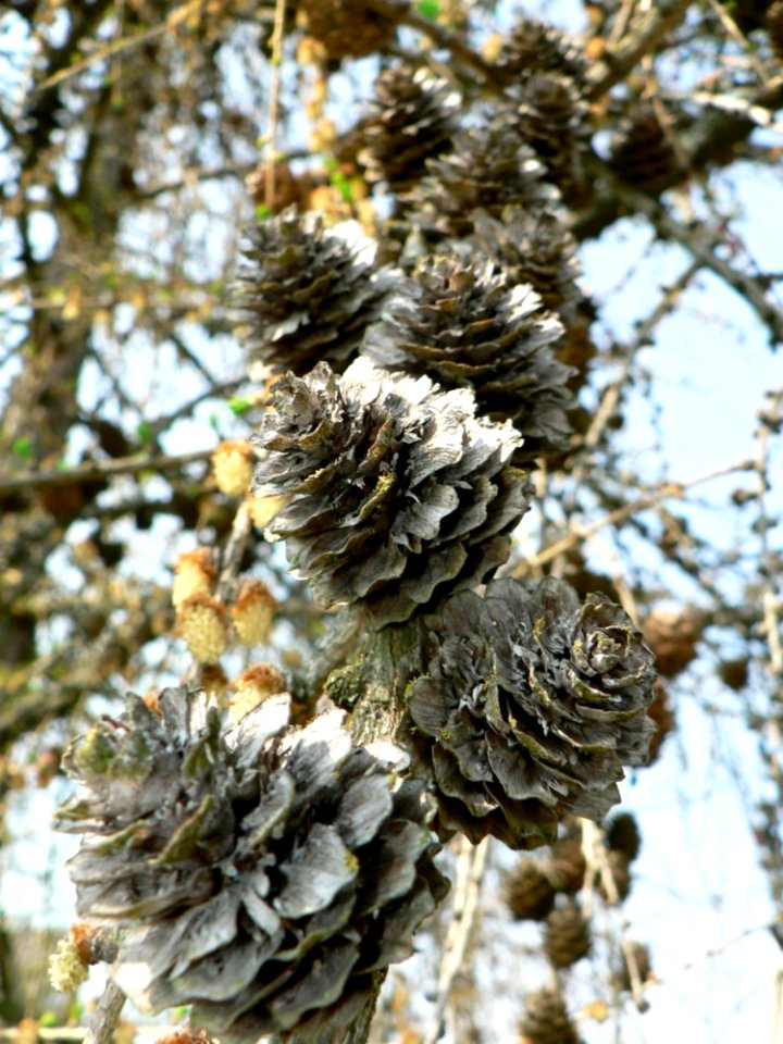 European Larch Cones