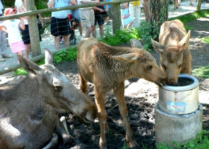 Elk Calves Drinking