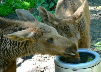 Elk Calves Drinking 2