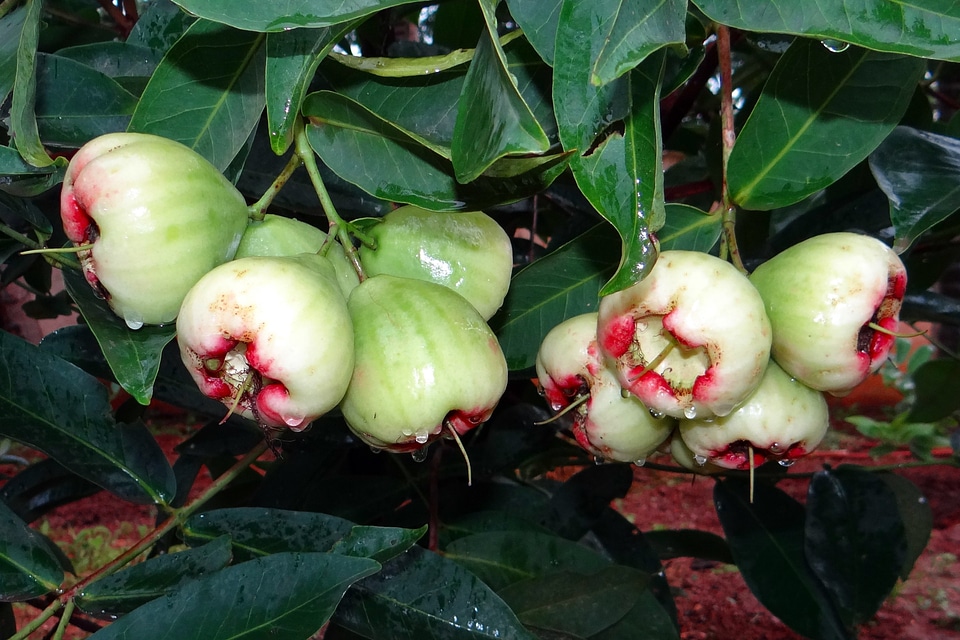 Golapi jamuk syzygium jambos tropical