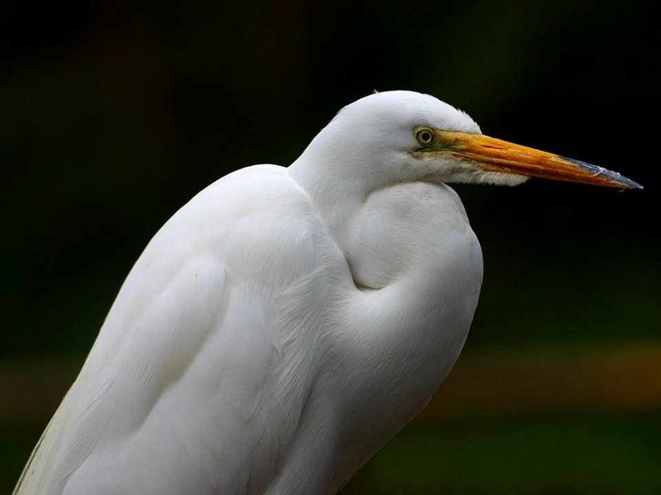 Egret 2